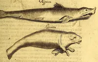 An illustration from Histoire naturelle et morale des iles Antilles de l'Amerique. : Enrichie d'un grand nombre de belles figures en taille douce, des places & des raretez les plus considerables, qui y sont décrites. : Avec un vocabulaire Caraïbe (1665)