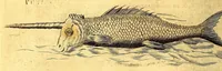 Picture 34 of 46 from Histoire naturelle et morale des iles Antilles de l'Amerique. : Enrichie d'un grand nombre de belles figures en taille douce, des places & des raretez les plus considerables, qui y sont décrites. : Avec un vocabulaire Caraïbe (1665), leaf 250