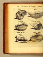 An illustration from Histoire naturelle et morale des iles Antilles de l'Amerique. : Enrichie d'un grand nombre de belles figures en taille douce, des places & des raretez les plus considerables, qui y sont décrites. : Avec un vocabulaire Caraïbe (1665)