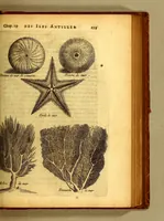 Picture 41 of 46 from Histoire naturelle et morale des iles Antilles de l'Amerique. : Enrichie d'un grand nombre de belles figures en taille douce, des places & des raretez les plus considerables, qui y sont décrites. : Avec un vocabulaire Caraïbe (1665), leaf 281