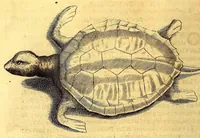 Picture 42 of 46 from Histoire naturelle et morale des iles Antilles de l'Amerique. : Enrichie d'un grand nombre de belles figures en taille douce, des places & des raretez les plus considerables, qui y sont décrites. : Avec un vocabulaire Caraïbe (1665), leaf 292