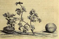 Picture 7 of 21 from Histoire naturelle et morale des iles Antilles de l'Amerique. : Enrichie de plusieurs belles figures des raretez les plus considerables qui y sont d'écrites. : Avec vn vocabulaire Caraïbe (1658), leaf 101