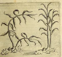 Picture 10 of 21 from Histoire naturelle et morale des iles Antilles de l'Amerique. : Enrichie de plusieurs belles figures des raretez les plus considerables qui y sont d'écrites. : Avec vn vocabulaire Caraïbe (1658), leaf 121