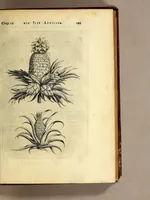 Picture 11 of 21 from Histoire naturelle et morale des iles Antilles de l'Amerique. : Enrichie de plusieurs belles figures des raretez les plus considerables qui y sont d'écrites. : Avec vn vocabulaire Caraïbe (1658), leaf 125