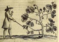 Picture 12 of 21 from Histoire naturelle et morale des iles Antilles de l'Amerique. : Enrichie de plusieurs belles figures des raretez les plus considerables qui y sont d'écrites. : Avec vn vocabulaire Caraïbe (1658), leaf 133