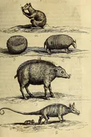 Picture 13 of 21 from Histoire naturelle et morale des iles Antilles de l'Amerique. : Enrichie de plusieurs belles figures des raretez les plus considerables qui y sont d'écrites. : Avec vn vocabulaire Caraïbe (1658), leaf 147