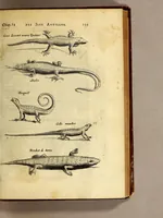 An illustration from Histoire naturelle et morale des iles Antilles de l'Amerique. : Enrichie de plusieurs belles figures des raretez les plus considerables qui y sont d'écrites. : Avec vn vocabulaire Caraïbe (1658)