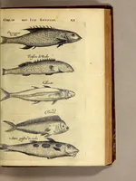 An illustration from Histoire naturelle et morale des iles Antilles de l'Amerique. : Enrichie de plusieurs belles figures des raretez les plus considerables qui y sont d'écrites. : Avec vn vocabulaire Caraïbe (1658)