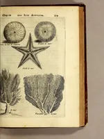 An illustration from Histoire naturelle et morale des iles Antilles de l'Amerique. : Enrichie de plusieurs belles figures des raretez les plus considerables qui y sont d'écrites. : Avec vn vocabulaire Caraïbe (1658)