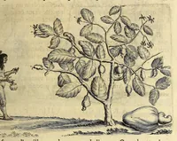 An illustration from Histoire naturelle et morale des iles Antilles de l'Amerique. : Enrichie de plusieurs belles figures des raretez les plus considerables qui y sont d'écrites. : Avec vn vocabulaire Caraïbe (1658)