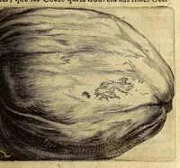 Picture 6 of 21 from Histoire naturelle et morale des iles Antilles de l'Amerique. : Enrichie de plusieurs belles figures des raretez les plus considerables qui y sont d'écrites. : Avec vn vocabulaire Caraïbe (1658), leaf 87