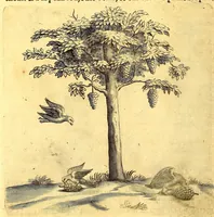 Picture 4 of 26 from Histoire naturelle et morale des iles Antilles de l'Amerique, : enrichie d'un grand nombre de belles figures en taille douce, qui representent au naturel les places, & les raretez les plus considerables qui y sont décrites. : Avec un vocabulaire caraïbe (1681), leaf 110