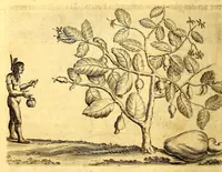 Picture 5 of 26 from Histoire naturelle et morale des iles Antilles de l'Amerique, : enrichie d'un grand nombre de belles figures en taille douce, qui representent au naturel les places, & les raretez les plus considerables qui y sont décrites. : Avec un vocabulaire caraïbe (1681), leaf 114