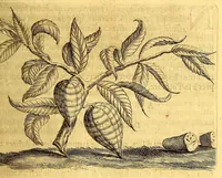 Picture 7 of 26 from Histoire naturelle et morale des iles Antilles de l'Amerique, : enrichie d'un grand nombre de belles figures en taille douce, qui representent au naturel les places, & les raretez les plus considerables qui y sont décrites. : Avec un vocabulaire caraïbe (1681), leaf 127