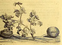An illustration from Histoire naturelle et morale des iles Antilles de l'Amerique, : enrichie d'un grand nombre de belles figures en taille douce, qui representent au naturel les places, & les raretez les plus considerables qui y sont décrites. : Avec un vocabulaire caraïbe (1681)