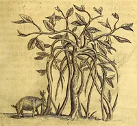 Picture 10 of 26 from Histoire naturelle et morale des iles Antilles de l'Amerique, : enrichie d'un grand nombre de belles figures en taille douce, qui representent au naturel les places, & les raretez les plus considerables qui y sont décrites. : Avec un vocabulaire caraïbe (1681), leaf 143