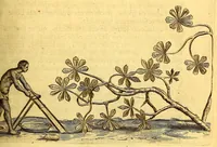 Picture 11 of 26 from Histoire naturelle et morale des iles Antilles de l'Amerique, : enrichie d'un grand nombre de belles figures en taille douce, qui representent au naturel les places, & les raretez les plus considerables qui y sont décrites. : Avec un vocabulaire caraïbe (1681), leaf 147