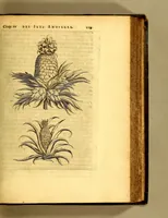An illustration from Histoire naturelle et morale des iles Antilles de l'Amerique, : enrichie d'un grand nombre de belles figures en taille douce, qui representent au naturel les places, & les raretez les plus considerables qui y sont décrites. : Avec un vocabulaire caraïbe (1681)