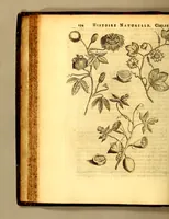 An illustration from Histoire naturelle et morale des iles Antilles de l'Amerique, : enrichie d'un grand nombre de belles figures en taille douce, qui representent au naturel les places, & les raretez les plus considerables qui y sont décrites. : Avec un vocabulaire caraïbe (1681)