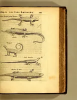 An illustration from Histoire naturelle et morale des iles Antilles de l'Amerique, : enrichie d'un grand nombre de belles figures en taille douce, qui representent au naturel les places, & les raretez les plus considerables qui y sont décrites. : Avec un vocabulaire caraïbe (1681)