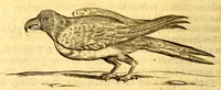 An illustration from Histoire naturelle et morale des iles Antilles de l'Amerique, : enrichie d'un grand nombre de belles figures en taille douce, qui representent au naturel les places, & les raretez les plus considerables qui y sont décrites. : Avec un vocabulaire caraïbe (1681)