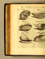 An illustration from Histoire naturelle et morale des iles Antilles de l'Amerique, : enrichie d'un grand nombre de belles figures en taille douce, qui representent au naturel les places, & les raretez les plus considerables qui y sont décrites. : Avec un vocabulaire caraïbe (1681)