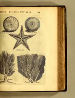 Picture 22 of 26 from Histoire naturelle et morale des iles Antilles de l'Amerique, : enrichie d'un grand nombre de belles figures en taille douce, qui representent au naturel les places, & les raretez les plus considerables qui y sont décrites. : Avec un vocabulaire caraïbe (1681), leaf 277