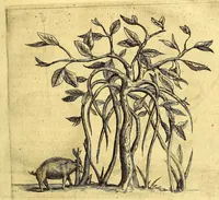 Picture 6 of 16 from Histoire naturelle et morale des iles Antilles de l'Amerique. : Enrichie de plusieurs belles figures des raretez les plus considerables qui y sont d'écrites. : Avec vn vocabulaire Caraïbe (1658), leaf 103