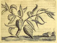 Picture 7 of 16 from Histoire naturelle et morale des iles Antilles de l'Amerique. : Enrichie de plusieurs belles figures des raretez les plus considerables qui y sont d'écrites. : Avec vn vocabulaire Caraïbe (1658), leaf 107