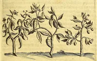 An illustration from Histoire naturelle et morale des iles Antilles de l'Amerique. : Enrichie de plusieurs belles figures des raretez les plus considerables qui y sont d'écrites. : Avec vn vocabulaire Caraïbe (1658)