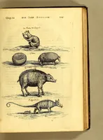Picture 9 of 16 from Histoire naturelle et morale des iles Antilles de l'Amerique. : Enrichie de plusieurs belles figures des raretez les plus considerables qui y sont d'écrites. : Avec vn vocabulaire Caraïbe (1658), leaf 145