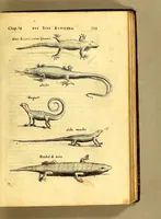 Picture 10 of 16 from Histoire naturelle et morale des iles Antilles de l'Amerique. : Enrichie de plusieurs belles figures des raretez les plus considerables qui y sont d'écrites. : Avec vn vocabulaire Caraïbe (1658), leaf 155