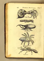 An illustration from Histoire naturelle et morale des iles Antilles de l'Amerique. : Enrichie de plusieurs belles figures des raretez les plus considerables qui y sont d'écrites. : Avec vn vocabulaire Caraïbe (1658)
