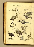 Picture 12 of 16 from Histoire naturelle et morale des iles Antilles de l'Amerique. : Enrichie de plusieurs belles figures des raretez les plus considerables qui y sont d'écrites. : Avec vn vocabulaire Caraïbe (1658), leaf 186