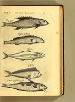 Picture 13 of 16 from Histoire naturelle et morale des iles Antilles de l'Amerique. : Enrichie de plusieurs belles figures des raretez les plus considerables qui y sont d'écrites. : Avec vn vocabulaire Caraïbe (1658), leaf 193