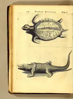 An illustration from Histoire naturelle et morale des iles Antilles de l'Amerique. : Enrichie de plusieurs belles figures des raretez les plus considerables qui y sont d'écrites. : Avec vn vocabulaire Caraïbe (1658)