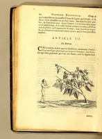 An illustration from Histoire naturelle et morale des iles Antilles de l'Amerique. : Enrichie de plusieurs belles figures des raretez les plus considerables qui y sont d'écrites. : Avec vn vocabulaire Caraïbe (1658)