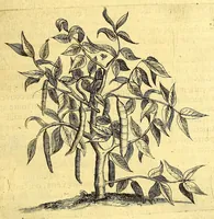 An illustration from Histoire naturelle et morale des iles Antilles de l'Amerique. : Enrichie de plusieurs belles figures des raretez les plus considerables qui y sont d'écrites. : Avec vn vocabulaire Caraïbe (1658)