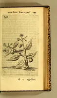 An illustration from Histoire naturelle des iles Antilles de l'Amerique: (1667)