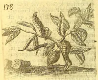 An illustration from Histoire naturelle des iles Antilles de l'Amerique: (1667)