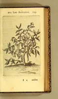An illustration from Histoire naturelle des iles Antilles de l'Amerique: (1667)