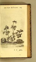 An illustration from Histoire naturelle des iles Antilles de l'Amerique: (1667)