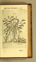 An illustration from Histoire naturelle des iles Antilles de l'Amerique: (1667)