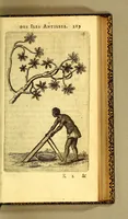 An illustration from Histoire naturelle des iles Antilles de l'Amerique: (1667)