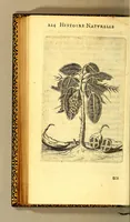 An illustration from Histoire naturelle des iles Antilles de l'Amerique: (1667)