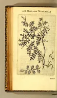 Picture 11 of 21 from Histoire naturelle des iles Antilles de l'Amerique: (1667), leaf 306