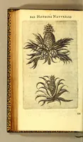 An illustration from Histoire naturelle des iles Antilles de l'Amerique: (1667)