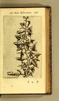 An illustration from Histoire naturelle des iles Antilles de l'Amerique: (1667)