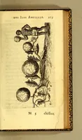 An illustration from Histoire naturelle des iles Antilles de l'Amerique: (1667)