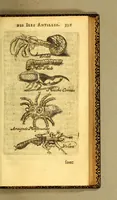An illustration from Histoire naturelle des iles Antilles de l'Amerique: (1667)